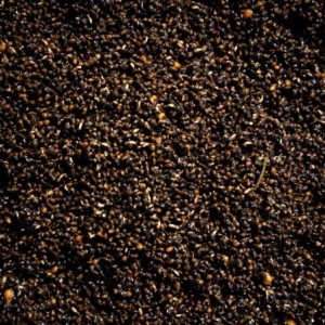 CARPCORN NASIONA KONOPI GOTOWANE 4kg KONOPIE WĘDKARSKIE